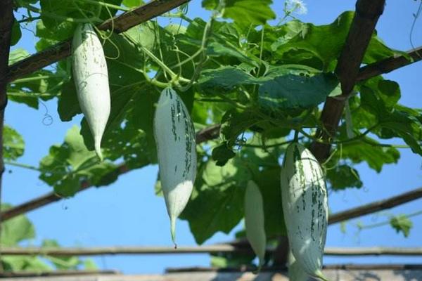 老鼠瓜的功效與作用及禁忌 老鼠瓜營養價值