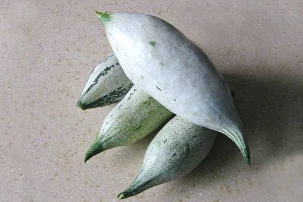 老鼠瓜的功效與作用及禁忌 老鼠瓜營養價值