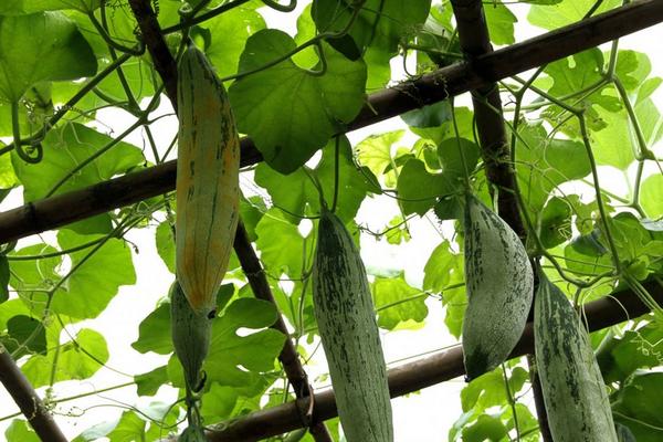 老鼠瓜的功效與作用及禁忌 老鼠瓜營養價值