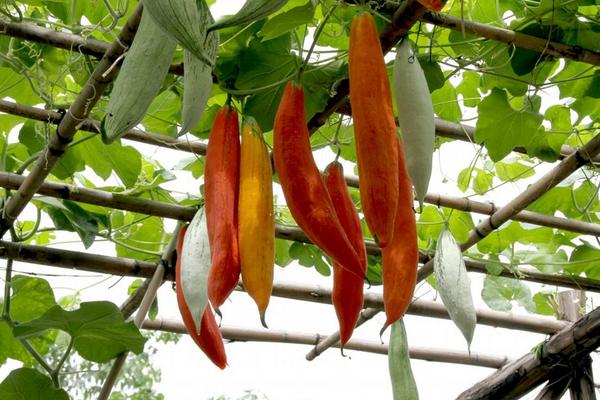 老鼠瓜的功效與作用及禁忌 老鼠瓜營養價值