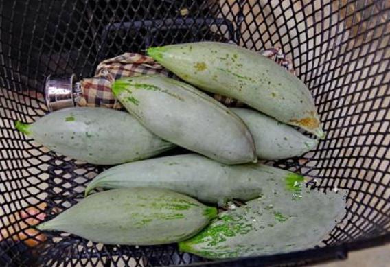 老鼠瓜的功效與作用及禁忌 老鼠瓜營養價值