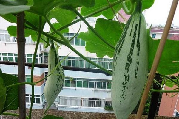 老鼠瓜的功效與作用及禁忌 老鼠瓜營養價值