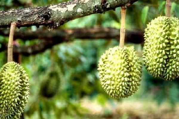 榴蓮怎么吃 吃榴蓮有什么好處