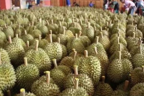 榴蓮怎么吃 吃榴蓮有什么好處