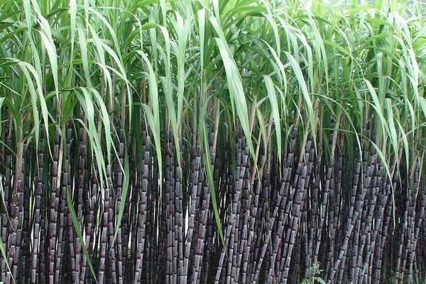 甘蔗怎么種 甘蔗種植技術(shù)與注意事項(xiàng)