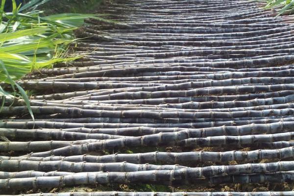 黑皮甘蔗的功效與作用 黑皮甘蔗種植技術