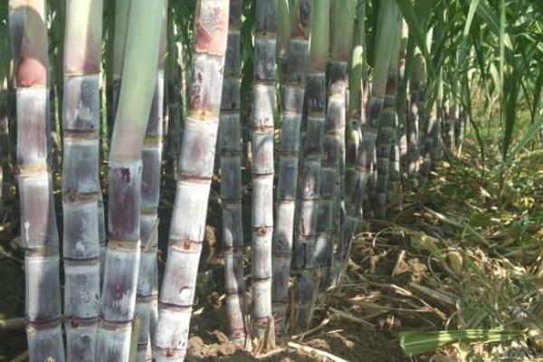 黑皮甘蔗的功效與作用 黑皮甘蔗種植技術