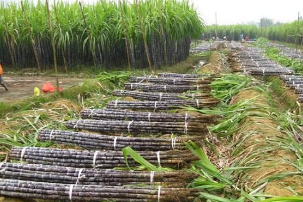 黑皮甘蔗的功效與作用 黑皮甘蔗種植技術