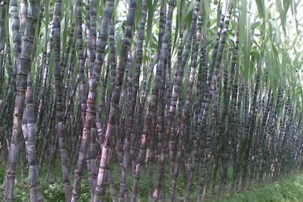黑皮甘蔗的功效與作用 黑皮甘蔗種植技術