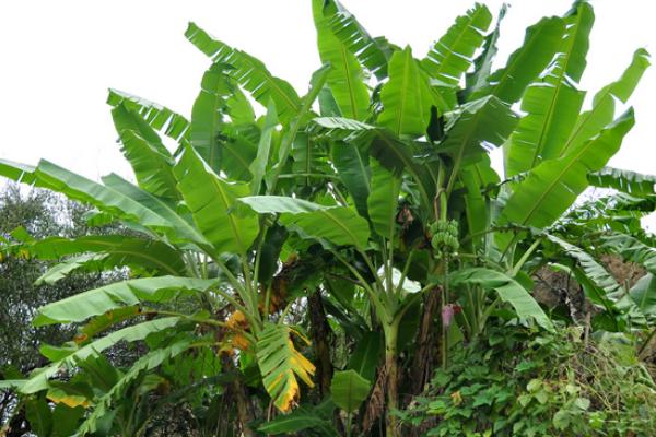芭蕉樹和香蕉樹的區(qū)別是什么 香蕉樹的生長習性