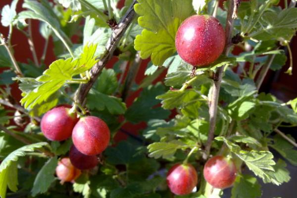 醋栗功效與作用及禁忌 醋栗營養價值