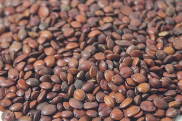 酸棗仁是酸棗的核嗎 酸棗仁產地在哪里