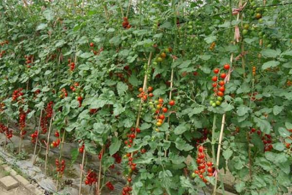 圣女果什么時候種 圣女果是水果嗎