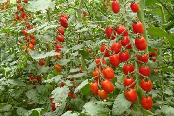 圣女果什么時候種 圣女果是水果嗎