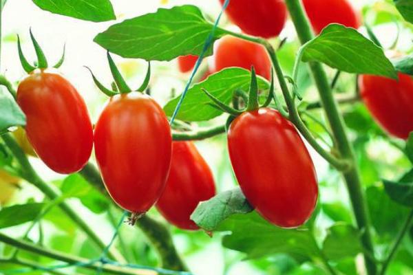 圣女果什么時候種 圣女果是水果嗎