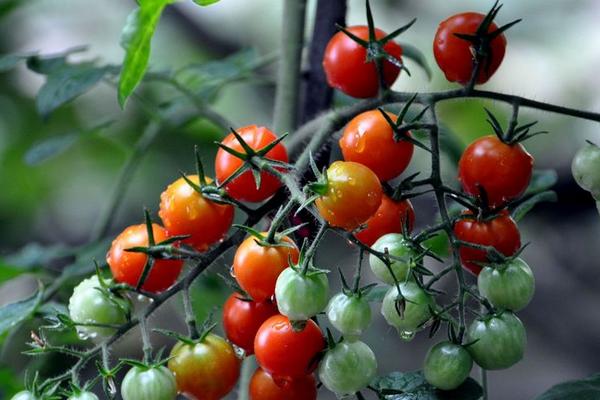 圣女果什么時候種 圣女果是水果嗎