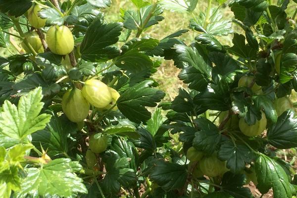 醋栗市場價格多少錢一斤 醋栗的挑選技巧