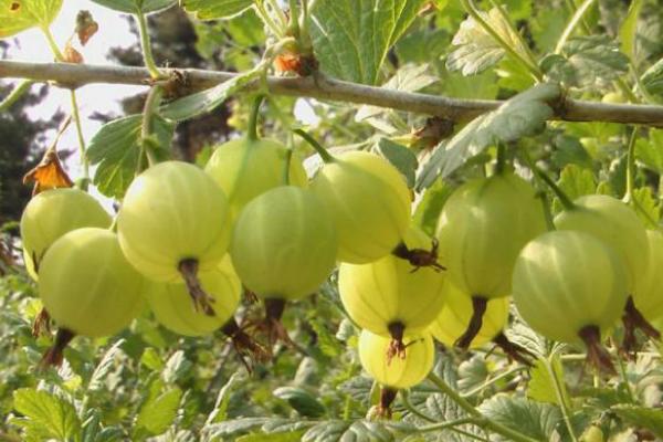 醋栗市場價格多少錢一斤 醋栗的挑選技巧