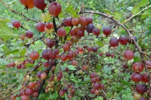 醋栗市場價格多少錢一斤 醋栗的挑選技巧