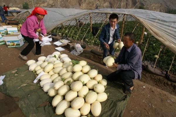 白蘭瓜功效與作用及禁忌 白蘭瓜營養價值