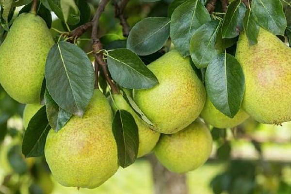 洋梨功效與作用及禁忌 洋梨營養價值