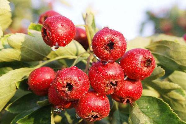 紅果怎么吃 紅果產地在哪里