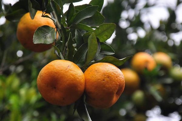 蘆柑市場價格多少錢一斤 柑橘選購技巧