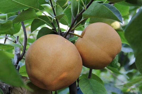 木梨的功效與作用及禁忌 木梨營養價值