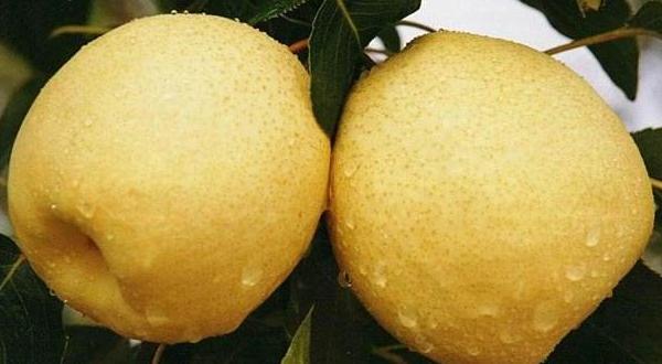 木梨的功效與作用及禁忌 木梨營養價值