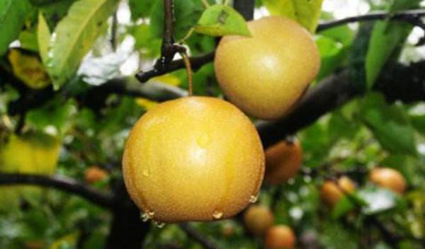 木梨的功效與作用及禁忌 木梨營養價值