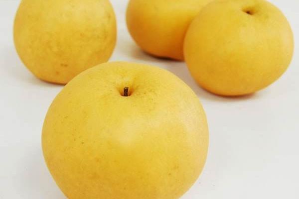 木梨的功效與作用及禁忌 木梨營養價值