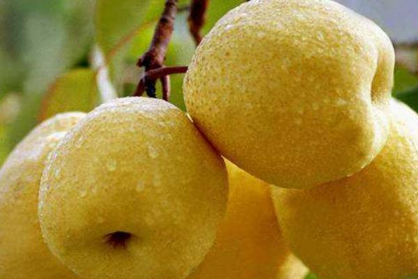 木梨的功效與作用及禁忌 木梨營養價值