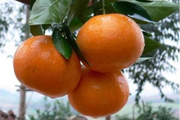 如何挑選蘆柑 哪里的蘆柑最好吃