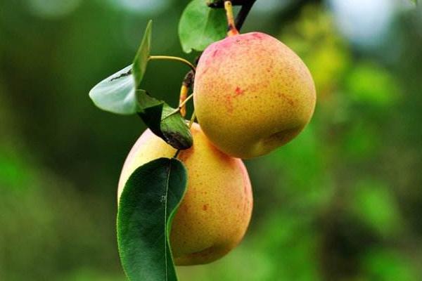 蘋果梨功效與作用及禁忌 蘋果梨營養(yǎng)價(jià)值