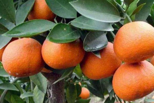 如何挑選蘆柑 哪里的蘆柑最好吃