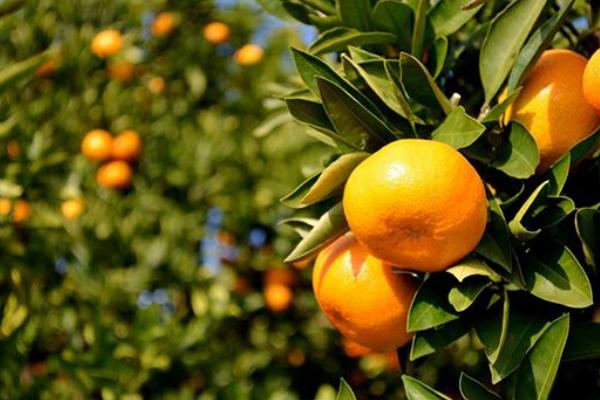 如何挑選蘆柑 哪里的蘆柑最好吃