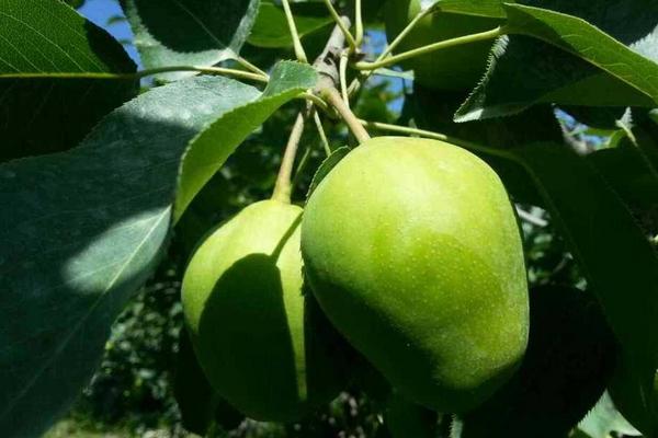 早酥梨的功效與作用 早酥梨的營養(yǎng)價值