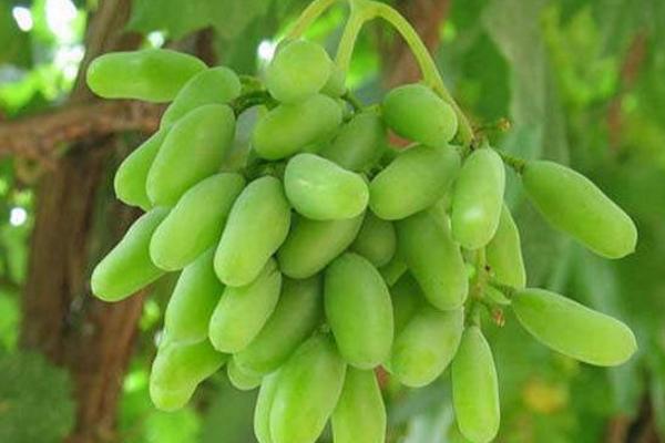 馬奶葡萄功效與作用 馬奶葡萄營(yíng)養(yǎng)價(jià)值