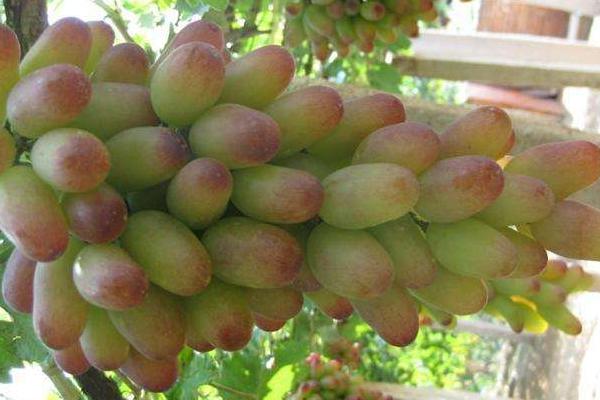 馬奶葡萄功效與作用 馬奶葡萄營養價值