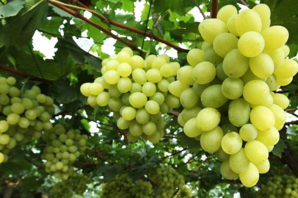 馬奶葡萄功效與作用 馬奶葡萄營養價值