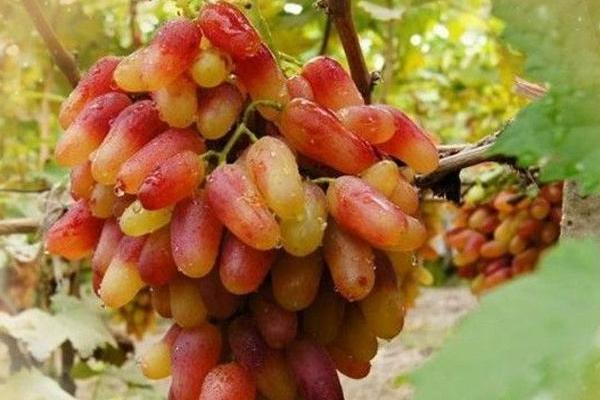 馬奶葡萄功效與作用 馬奶葡萄營養價值