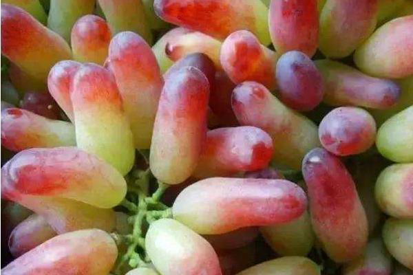 馬奶葡萄功效與作用 馬奶葡萄營養價值