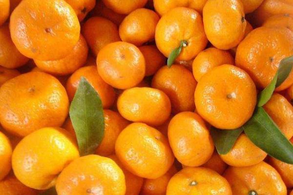 蜜桔市場價(jià)格多少錢一斤 蜜桔幾月上市銷售