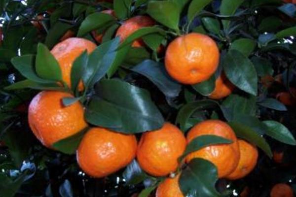 蜜桔市場價(jià)格多少錢一斤 蜜桔幾月上市銷售