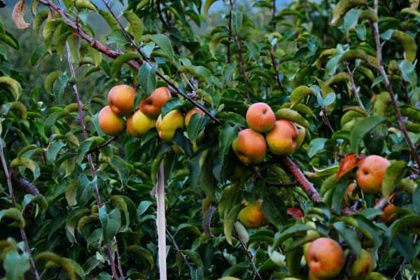 蘋(píng)果產(chǎn)地在哪里 蘋(píng)果梨是蘋(píng)果還是梨