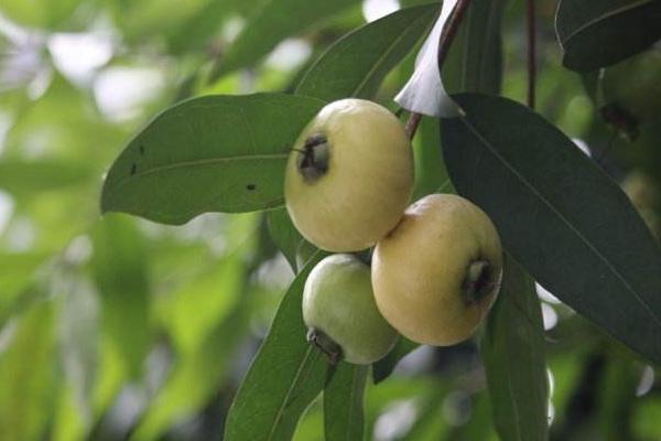 蒲桃和蓮霧的區別是什么 蒲桃的功效