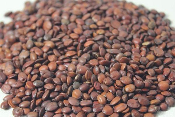 酸棗仁泡水治療失眠嗎