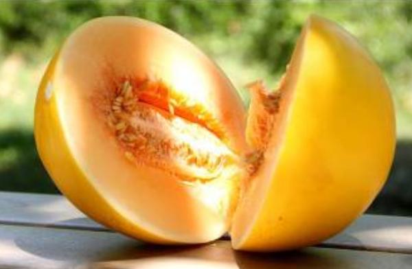 黃河蜜瓜是哈密瓜嗎 黃河蜜瓜孕婦可以吃嗎