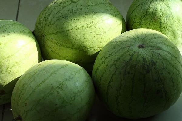 籽瓜的熱量是多少 吃籽瓜會發(fā)胖嗎