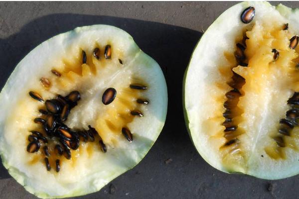 籽瓜的熱量是多少 吃籽瓜會發(fā)胖嗎